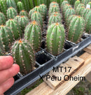 Cactus Seedlings Trichocereus Hybrid 2.5-Inch Pot Green Varieties by The Succulent Source