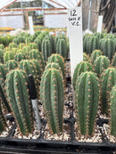 Cactus Seedlings Trichocereus Hybrid 2.5-Inch Pot Green Varieties