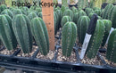 Cactus Seedlings Trichocereus Hybrid 2.5-Inch Pot Green Varieties by The Succulent Source