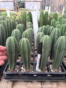 Cactus Seedlings Trichocereus Hybrid 2.5-Inch Pot Green Varieties