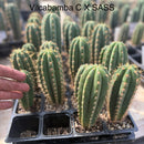 #EC225 Variety of Trichocereus Hybrid Cactus Bargain Potted Seedlings For Sale