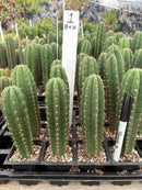 Cactus Seedlings Trichocereus Hybrid 2.5-Inch Pot Green Varieties
