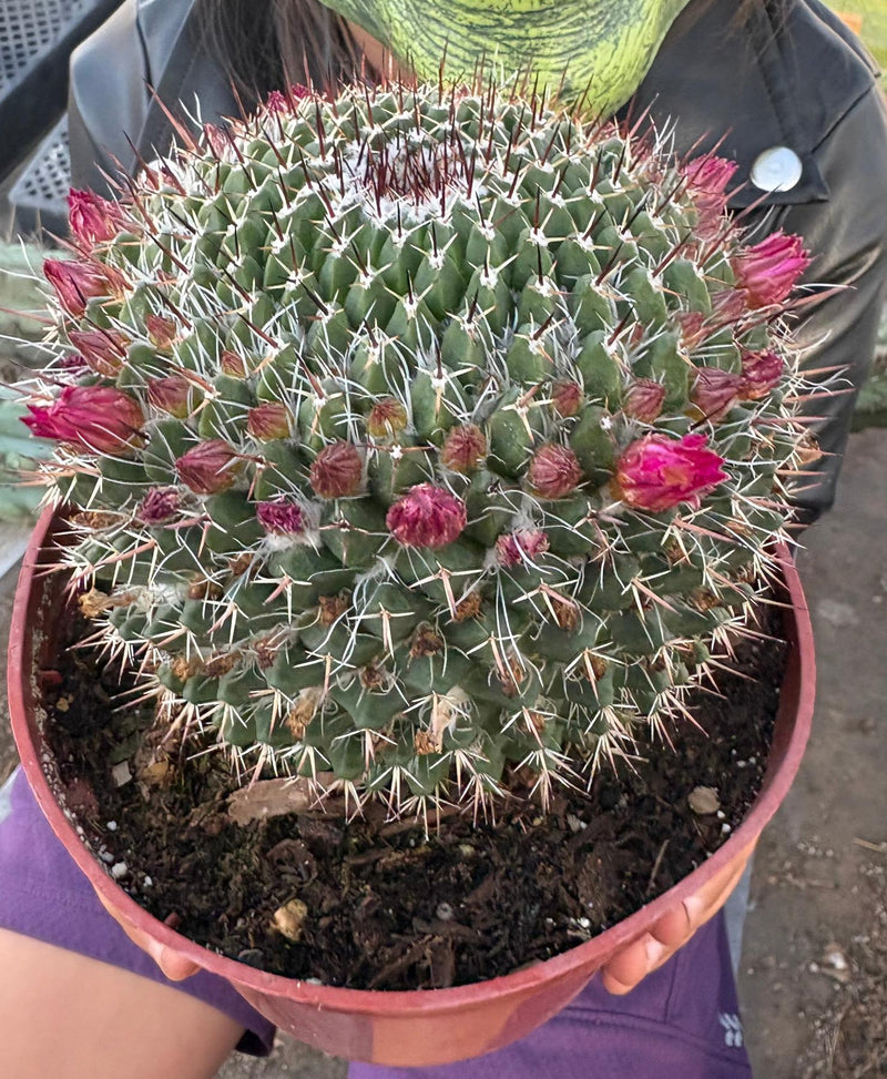 #EC227 EXACT BIGGG Mammilaria Nejapensis Cactus Potted in 6” containers