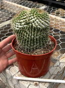 Cactus Mammillaria Nejapensis Potted in a 6in Container Blooming Colors