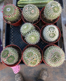 #EC227 EXACT BIGGG Mammilaria Nejapensis Cactus Potted in 6” containers