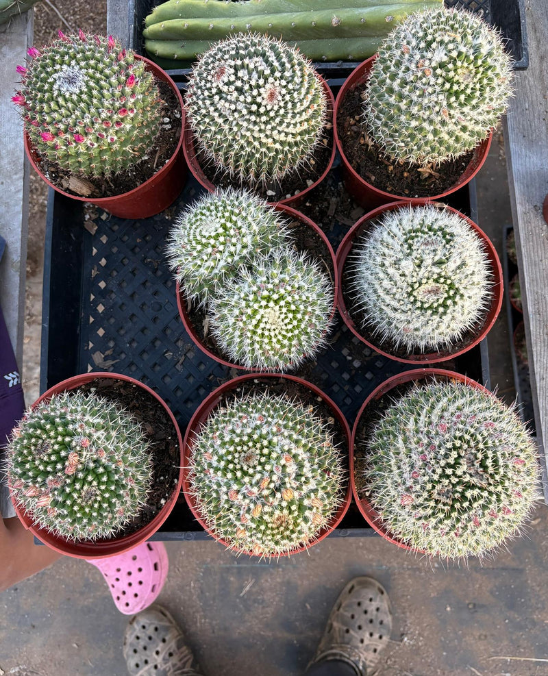#EC227 EXACT BIGGG Mammilaria Nejapensis Cactus Potted in 6” containers
