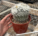 Cactus Mammillaria Nejapensis Potted in a 6in Container Blooming Colors