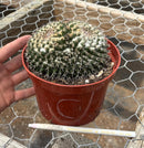 Cactus Mammillaria Nejapensis Potted in a 6in Container Blooming Colors