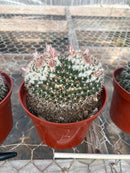 #EC227 EXACT BIGGG Mammilaria Nejapensis Cactus Potted in 6” containers