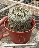 Cactus Mammillaria Nejapensis Potted in a 6in Container Blooming Colors