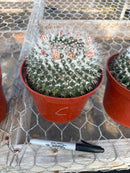 #EC227 EXACT BIGGG Mammilaria Nejapensis Cactus Potted in 6” containers