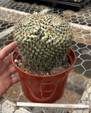 Cactus Mammillaria Nejapensis Potted in a 6in Container Blooming Colors
