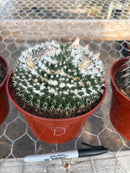 #EC227 EXACT BIGGG Mammilaria Nejapensis Cactus Potted in 6” containers