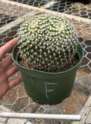 Cactus Mammillaria Nejapensis Potted in a 6in Container Blooming Colors