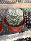 #EC227 EXACT BIGGG Mammilaria Nejapensis Cactus Potted in 6” containers