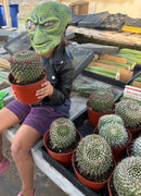 Cactus Mammillaria Nejapensis Potted in a 6in Container Blooming Colors
