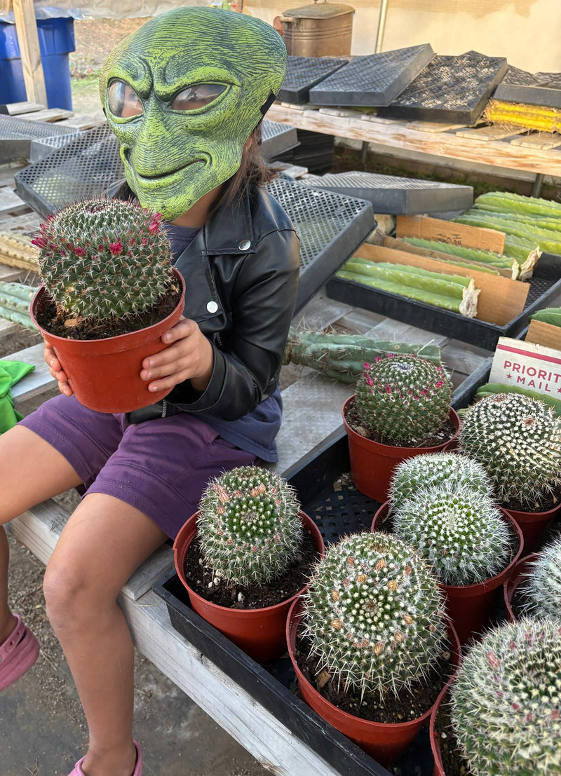 #EC227 EXACT BIGGG Mammilaria Nejapensis Cactus Potted in 6” containers
