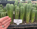 #EC229 Trichocereus hybrid Pachanoi Uwa X Scopulicola Slimer Cactus Seedlings 3-4”