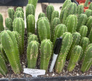 #EC229 Trichocereus hybrid Pachanoi Uwa X Scopulicola Slimer Cactus Seedlings 3-4”