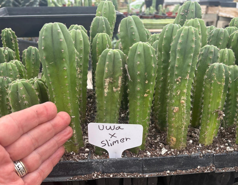 #EC229 Trichocereus hybrid Pachanoi Uwa X Scopulicola Slimer Cactus Seedlings 4-5”