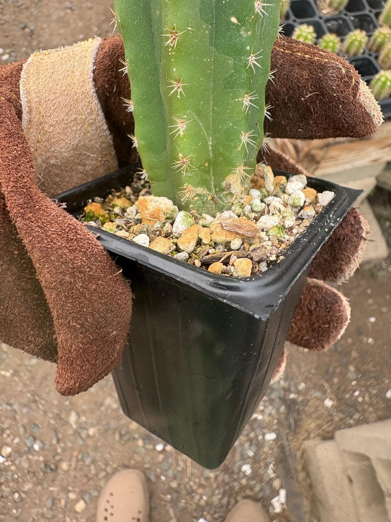 #EC229 Trichocereus hybrid Pachanoi Uwa X Scopulicola Slimer Cactus Seedlings 4-5”