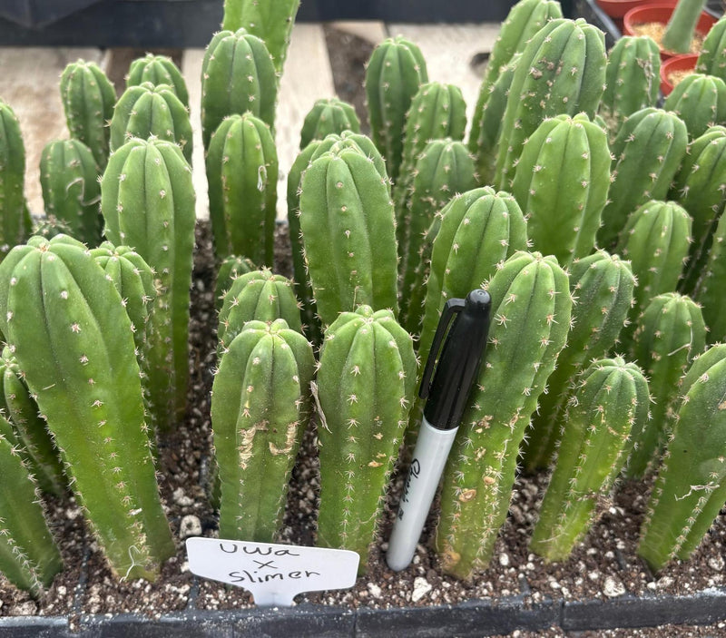 #EC229 Trichocereus hybrid Pachanoi Uwa X Scopulicola Slimer Cactus Seedlings 4-5”