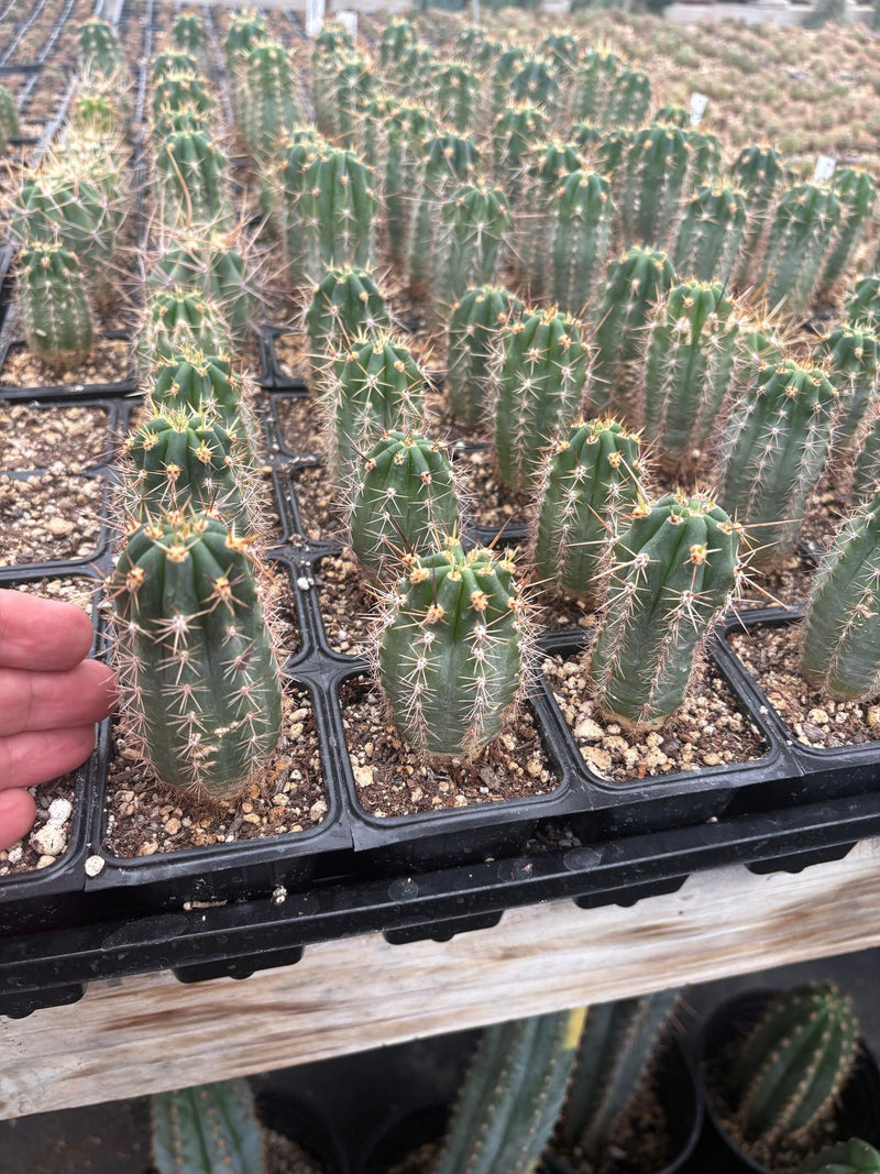 #EC230 EXACT Trichocereus Pachanoi OP Seedlings from Peru Cactus
