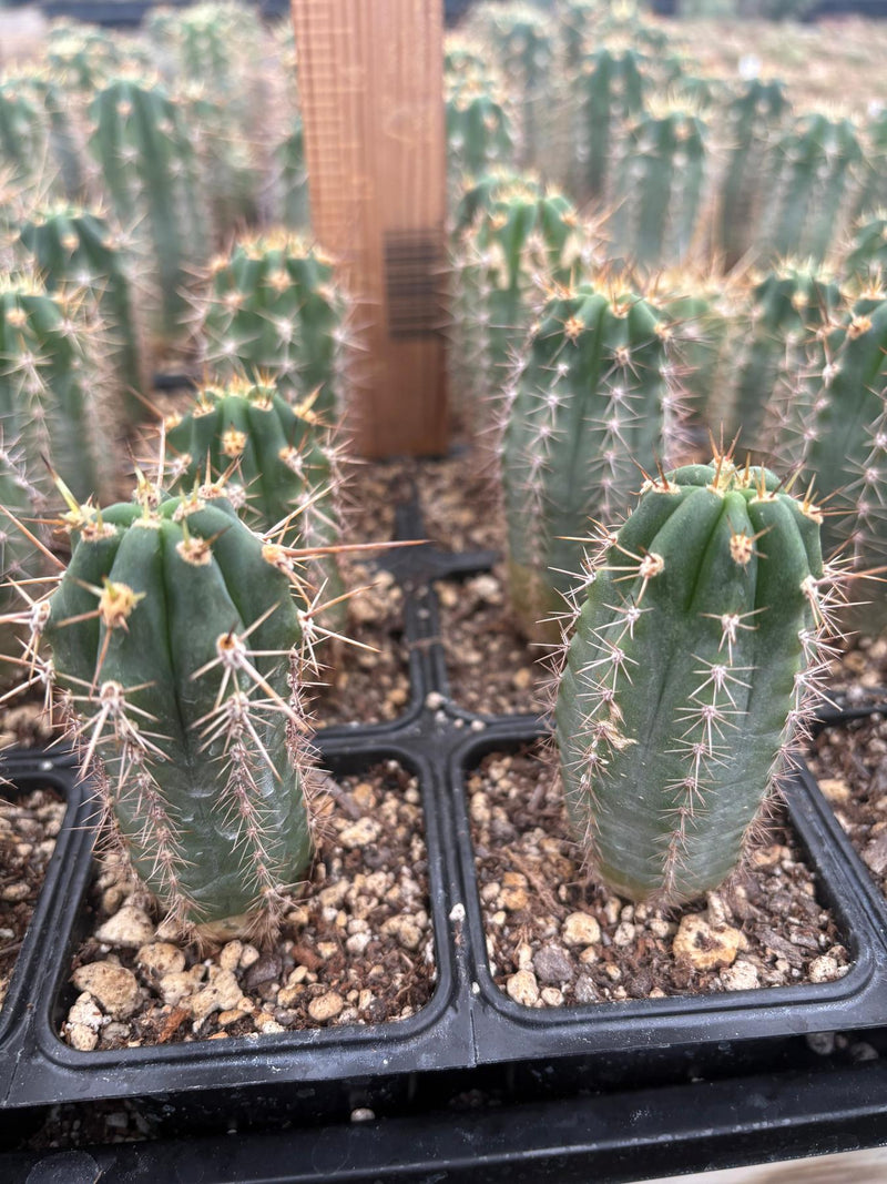 #EC230 EXACT Trichocereus Pachanoi OP Seedlings from Peru Cactus