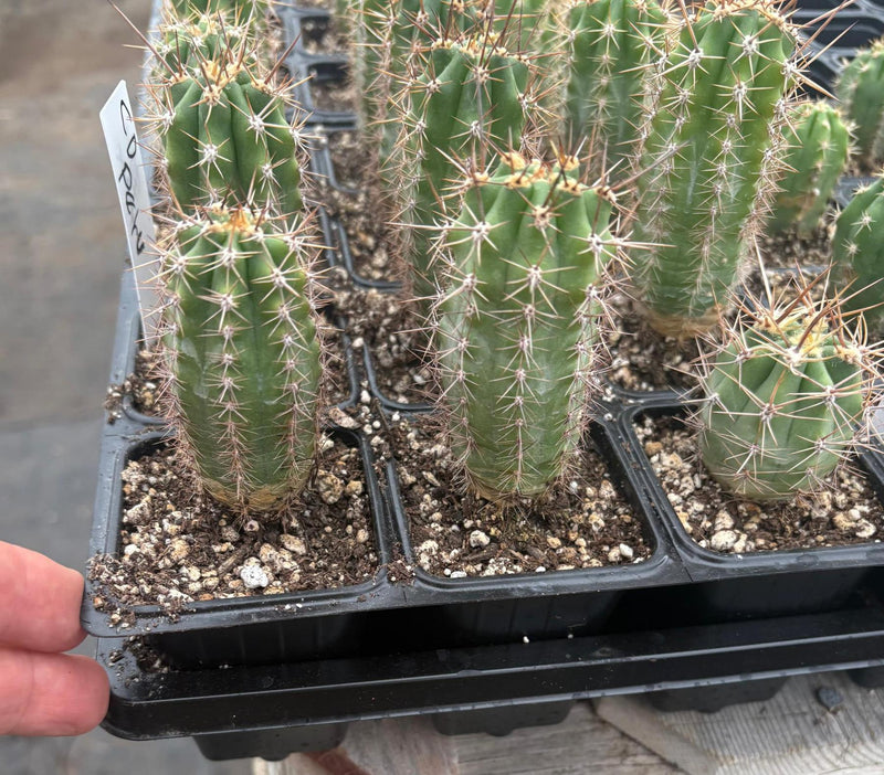 #EC230 EXACT Trichocereus Pachanoi OP Seedlings from Peru Cactus