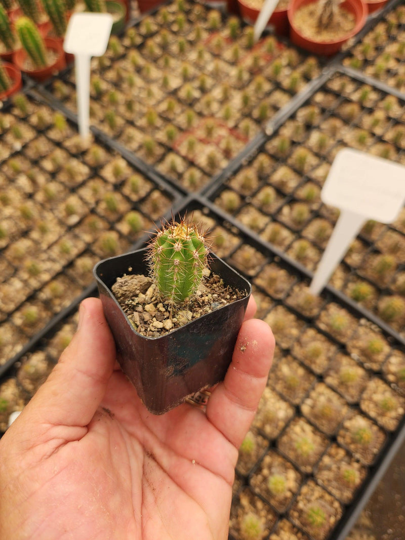 #EC230 EXACT Trichocereus Pachanoi OP Seedlings from Peru Cactus