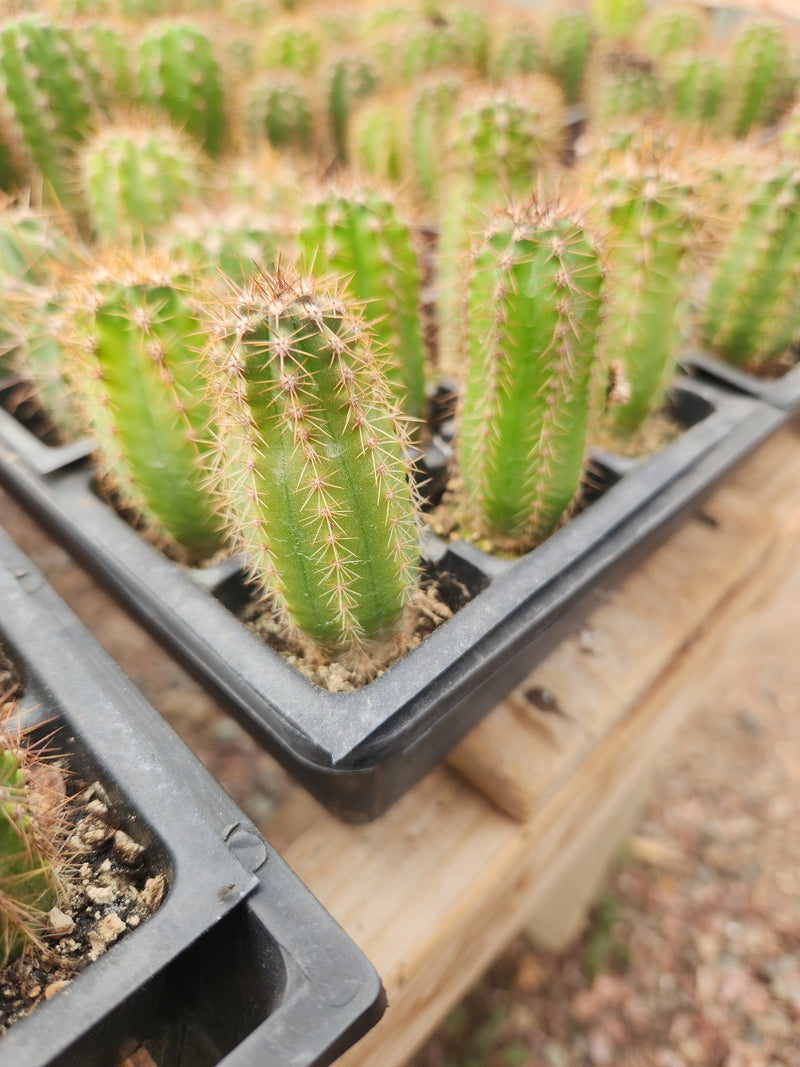 #EC230 EXACT Trichocereus Pachanoi OP Seedlings from Peru Cactus