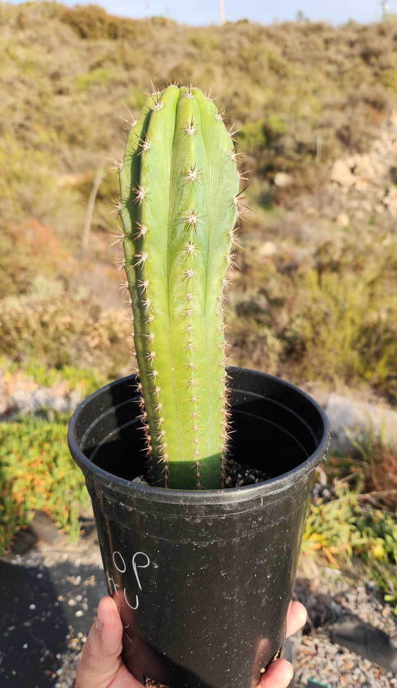 #EC230 EXACT Trichocereus Pachanoi OP Seedlings from Peru Cactus