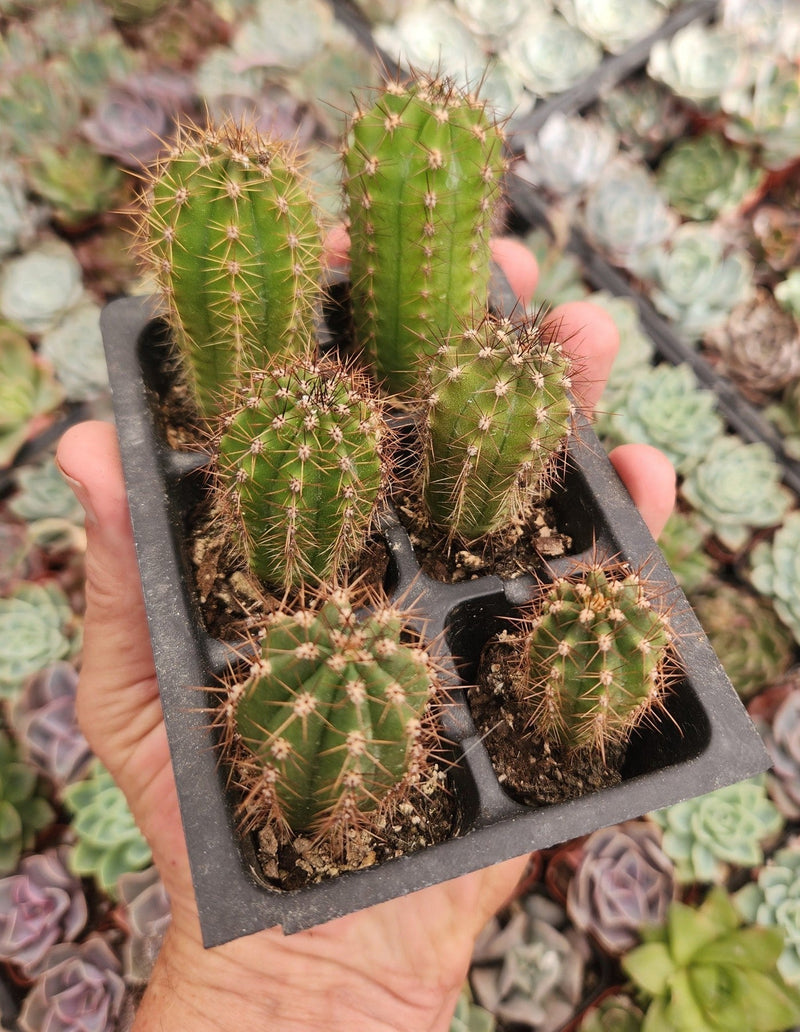 #EC230 EXACT Trichocereus Pachanoi OP Seedlings from Peru Cactus