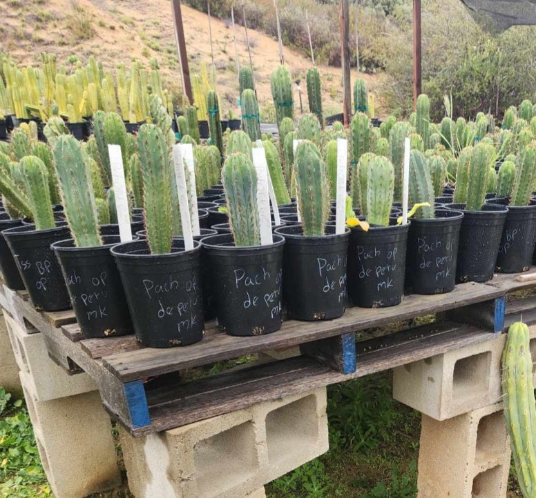 #EC230 EXACT Trichocereus Pachanoi OP Seedlings from Peru Cactus