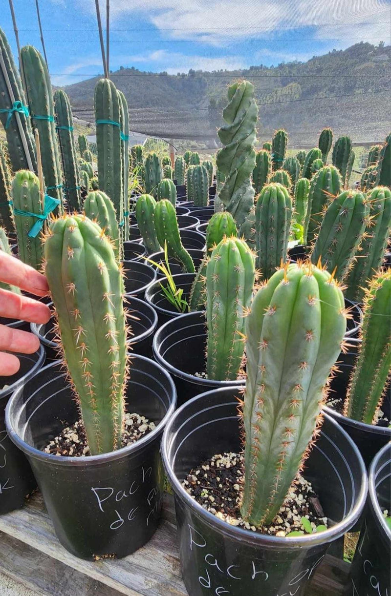 #EC230 EXACT Trichocereus Pachanoi OP Seedlings from Peru Cactus