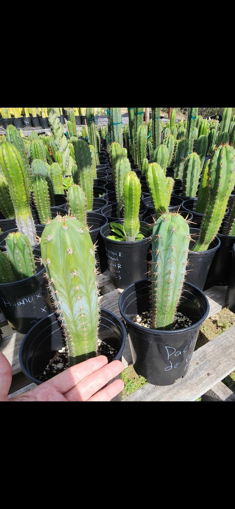 #EC230 EXACT Trichocereus Pachanoi OP Seedlings from Peru Cactus