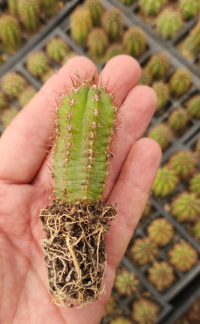 #EC230 EXACT Trichocereus Pachanoi OP Seedlings from Peru Cactus