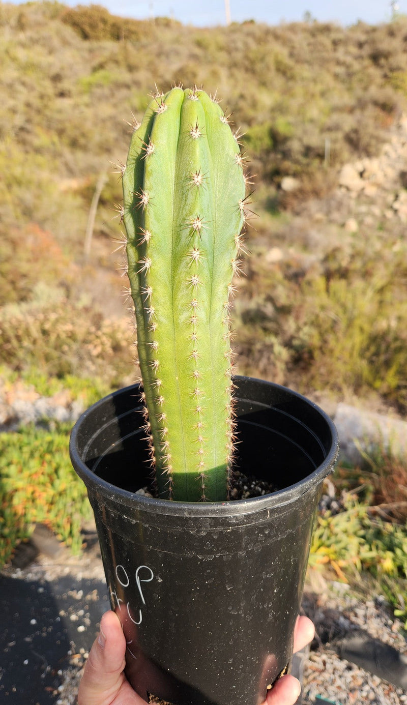 #EC230 EXACT Trichocereus Pachanoi OP from Peru Cactus