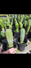 #EC230 EXACT Trichocereus Peruvianus OP Seedlings from Peru Cactus