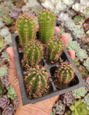 #EC230 EXACT Trichocereus Peruvianus OP Seedlings from Peru Cactus