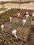 #EC230 EXACT Trichocereus Peruvianus OP Seedlings from Peru Cactus