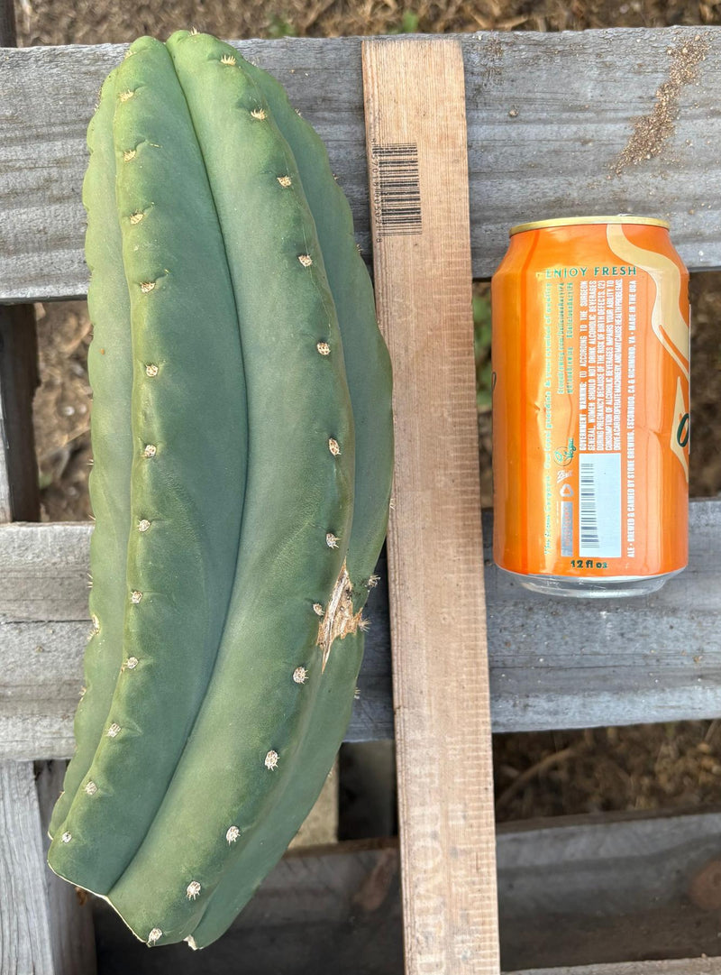 #EC231 EXACT Trichocereus Hybrid Scop X HZ Cactus Cutting 10-12"