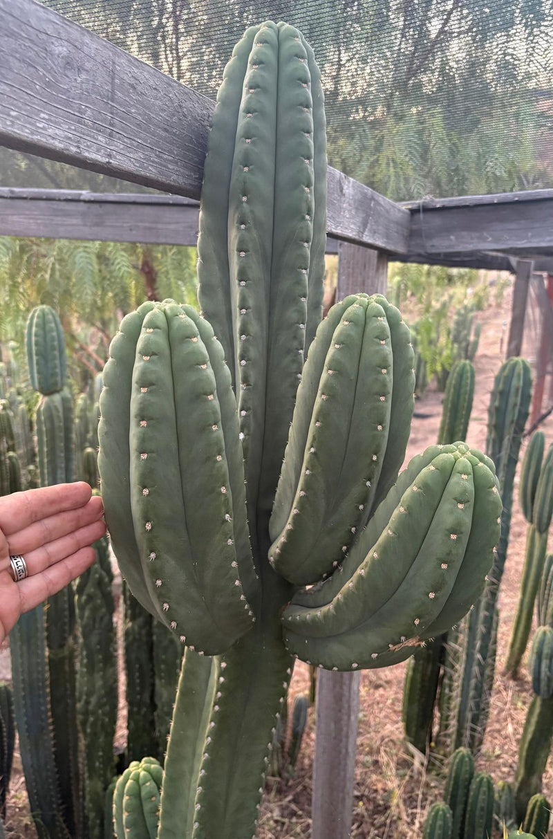 #EC231 EXACT Trichocereus Hybrid Scop X HZ Cactus Cutting 10-12"