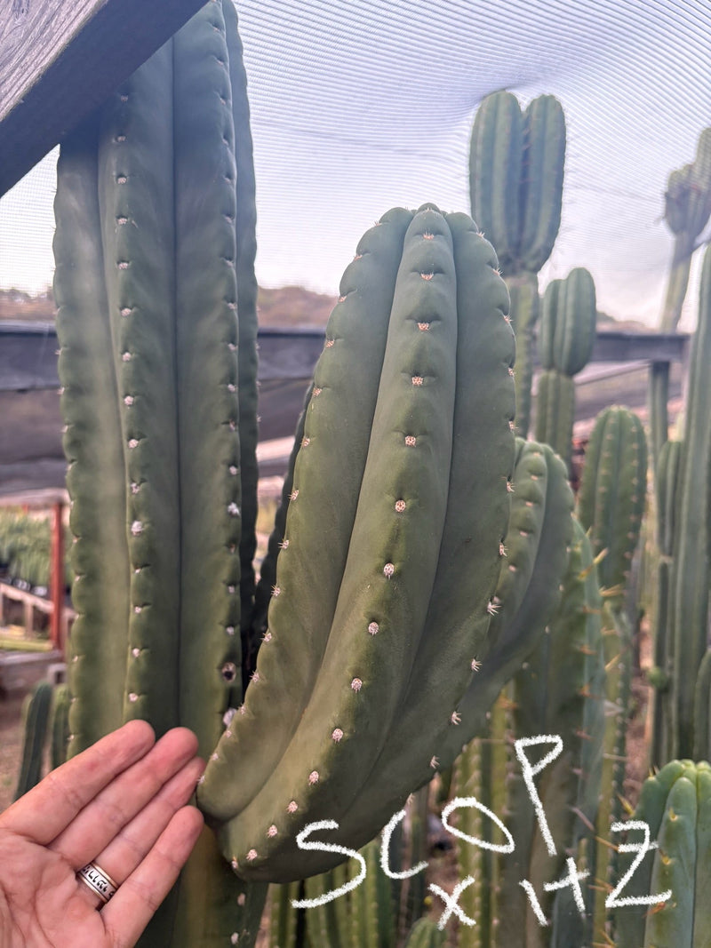 #EC231 EXACT Trichocereus Hybrid Scop X HZ Cactus Cutting 10-12"