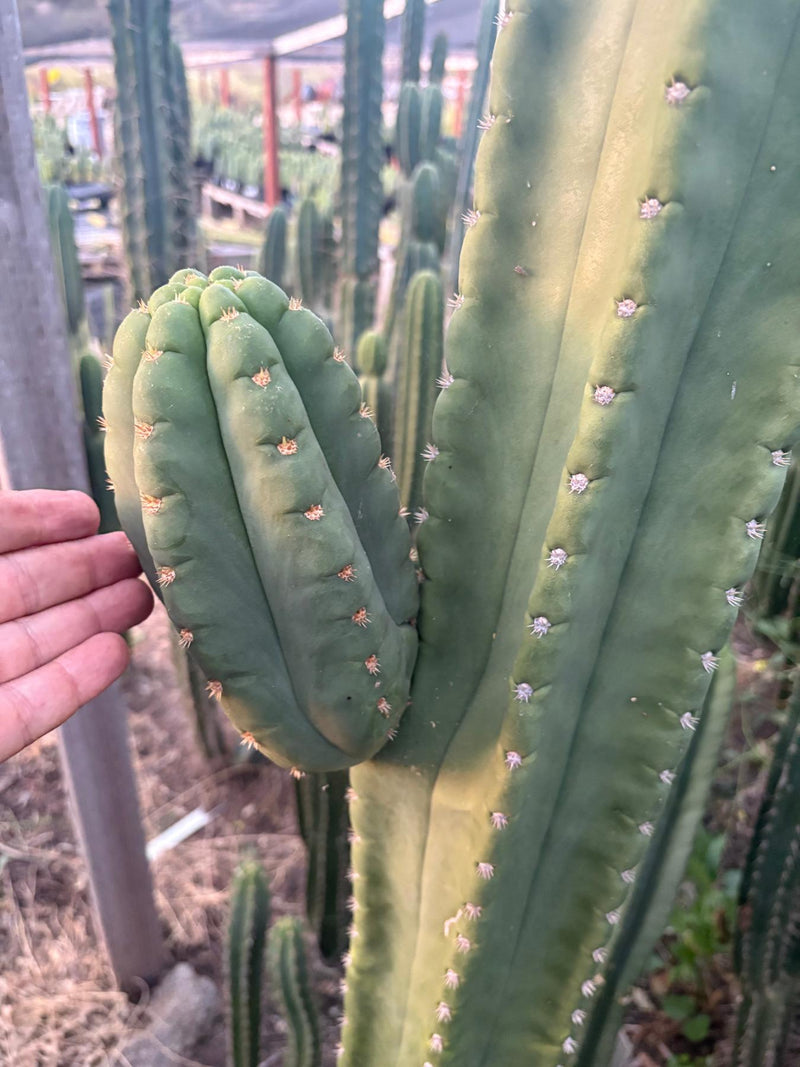 #EC231 EXACT Trichocereus Hybrid Scop X HZ Cactus Cutting 10-12"