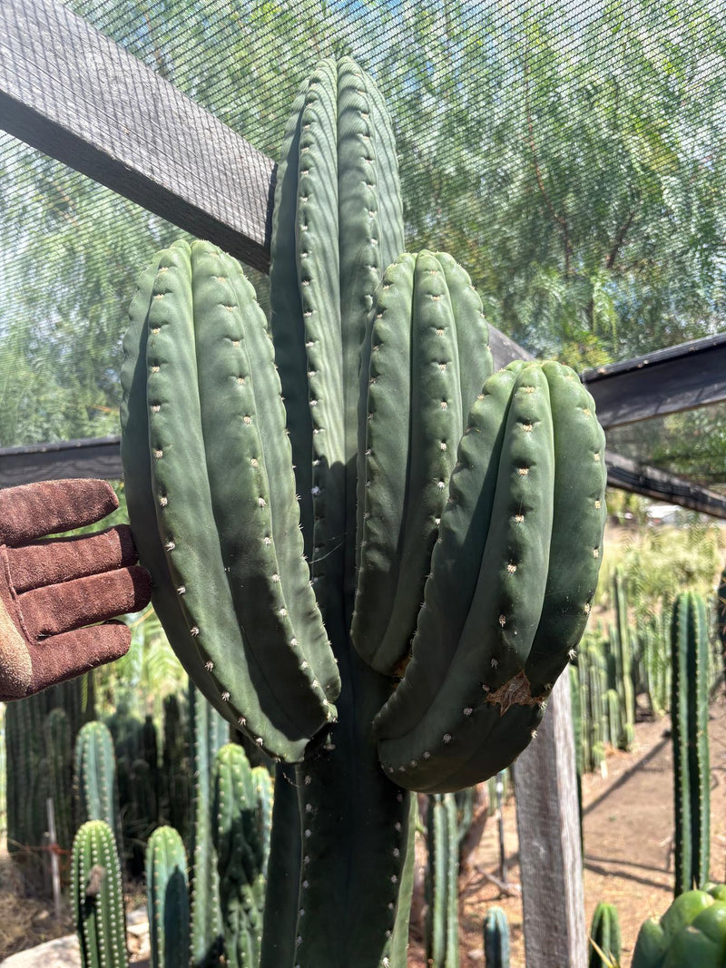 #EC231 EXACT Trichocereus Hybrid Scop X HZ Cactus Cutting 10-12"