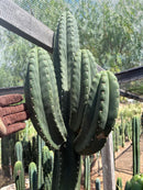 #EC231 EXACT Trichocereus Hybrid Scop X HZ “Dynamo” Cactus Cutting 8-10”