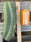 #EC231 EXACT Trichocereus Hybrid Scop X HZ “Dynamo” Cactus Cutting 8-10”