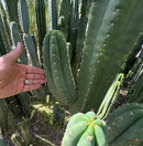 #EC231 EXACT Trichocereus Hybrid Scop X HZ “Dynamo” Cactus Cutting 8-10”