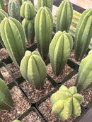 #EC233 EXACT Trichocereus Scopulicola Crocker X Scop Spud Seedling 6-8”